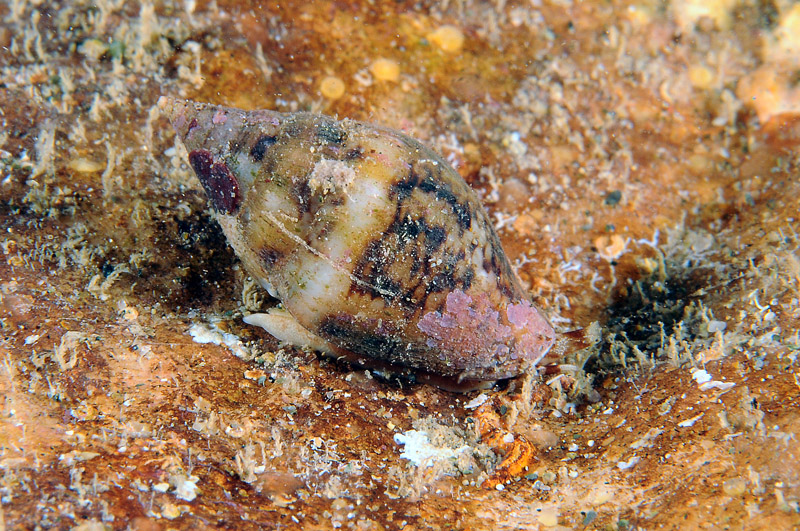 Columbella